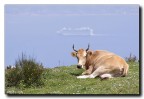 Mucca in alta quota - Alle spalle lo stretto di Messina