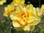Narciso