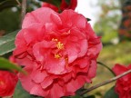 Fiore...rosso....