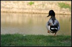 Free Duck