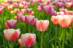 tulipani