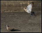 Al Volo