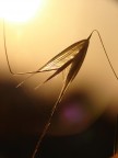 Baciata dal sole