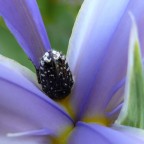 Attenzione! Piscina senz'acqua Attenzione! Piscina senz'acqua