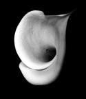 Ero in un bosco o in una serra, non ricordo...la macchina mi era scivolata e stava per cadere...inavvertitamente lo scatto.

Orecchio di gnomo?

Calla?