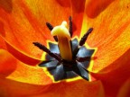 tulipano....