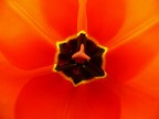rosso rosso....