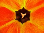 tulipano 2*