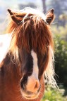 Stellina