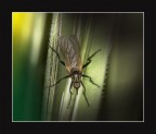 Fly 2