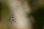 Spider Drops (...vi saluto per 15 giorni)