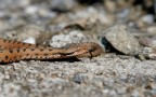 Vipera