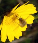 Bombylius minor
