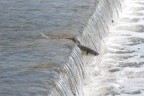 TUFFO
