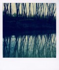 Reflex*