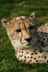Cheeta
