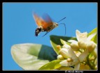 impollinazione