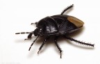Sehirus morio