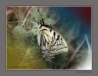 Madama Butterfly