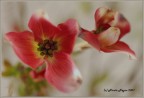 Fiori in cucina