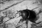 blackmonday