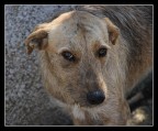 Un amico
