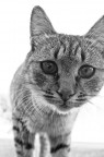 Micio