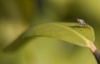 foto scattata con obbiettivo 18/70 con lenti close-up... un po difficile avere buoni risultati con ste lenti e per questo ora mi prendo un bell'obbiettivo macro visto che la macrofotografia mi sta attirando parecchio...ciao!!!