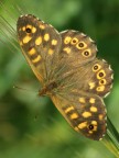 Farfalla