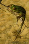 Mr. Frog