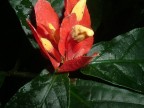 fiori.......