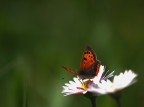 AlidiLuce