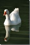 Riflesso