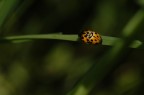 Amanti