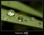 Natural Lens