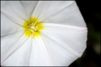 campanula