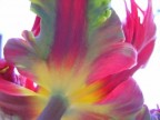 tulipano pappagallo