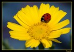 La Coccinella