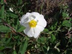 anche un piccolissimo e comunissimo fiore di campo pu essere bello!