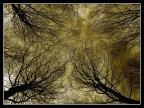 The Blair Witch Project 2
