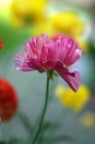 Colori
