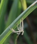 spider(ino)