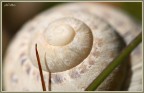 la spirale della vita