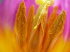 lingue di tulipano