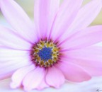 Cuore blu