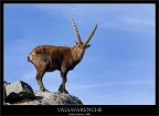 Stambecco in Valsavarenche