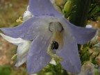 fiore ed insetto