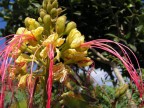Fiore
