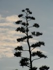 Agave