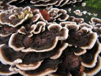 Funghi